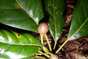 <strong>Elaeocarpus hortensis - Gâteblé Gildas - 313</strong><br />© Gâteblé Gildas